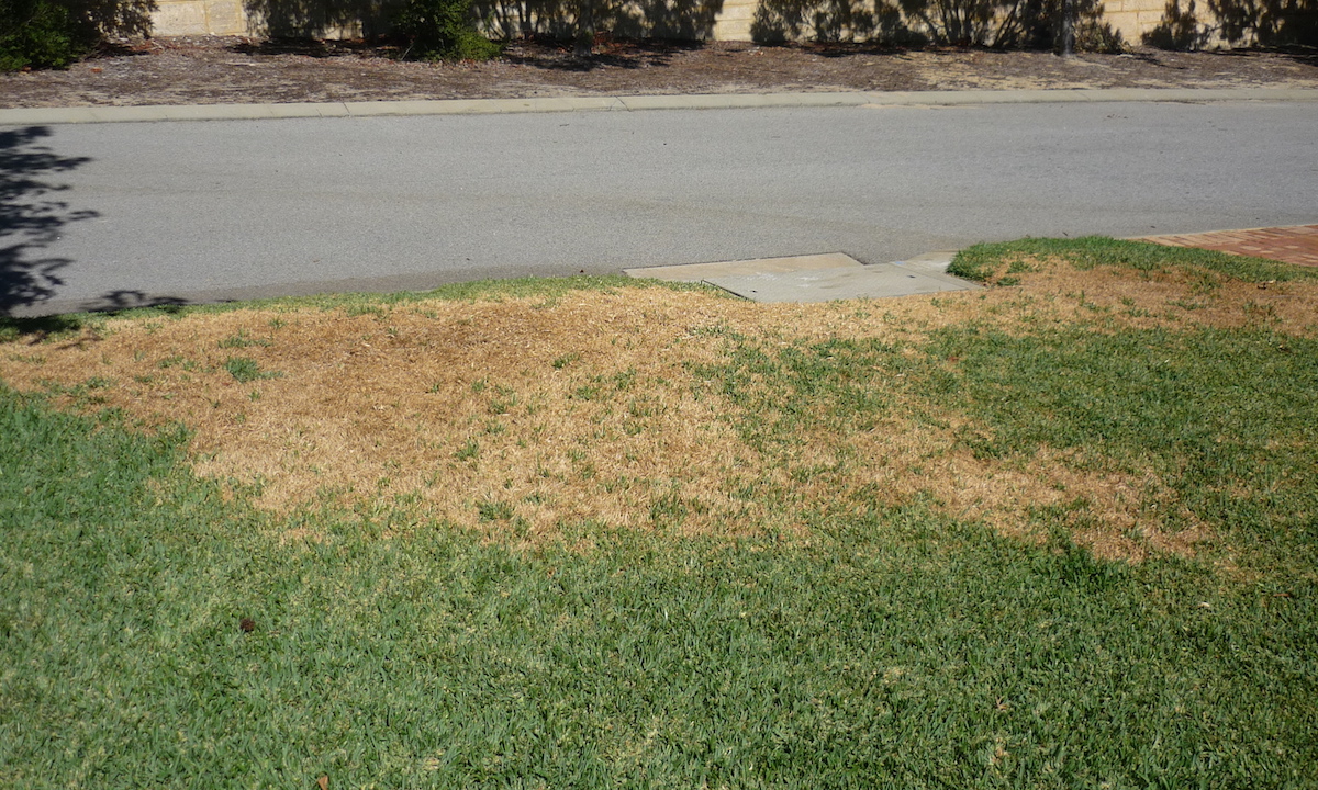 Getting Your Lawn Through a Summer Scorcher