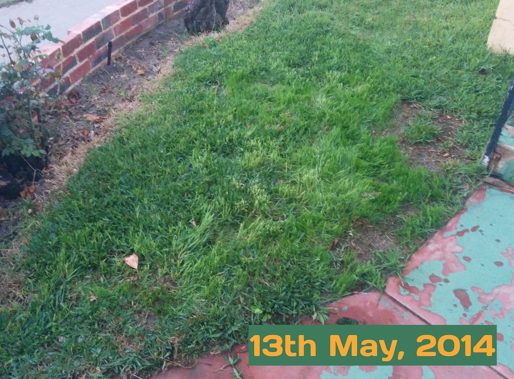 Lawn Repair: Case Study